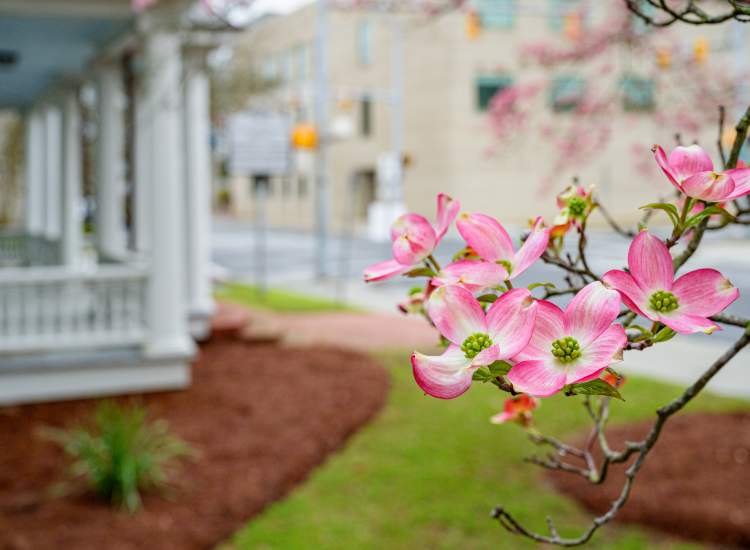 Tree Blossoms Up Close