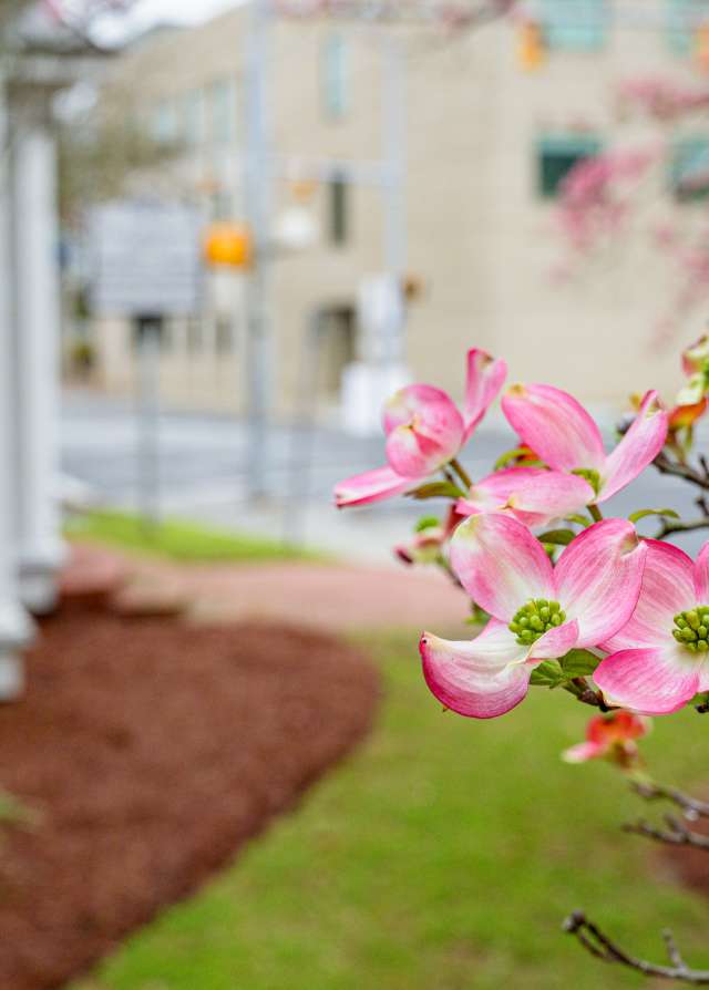 Tree Blossoms Up Close