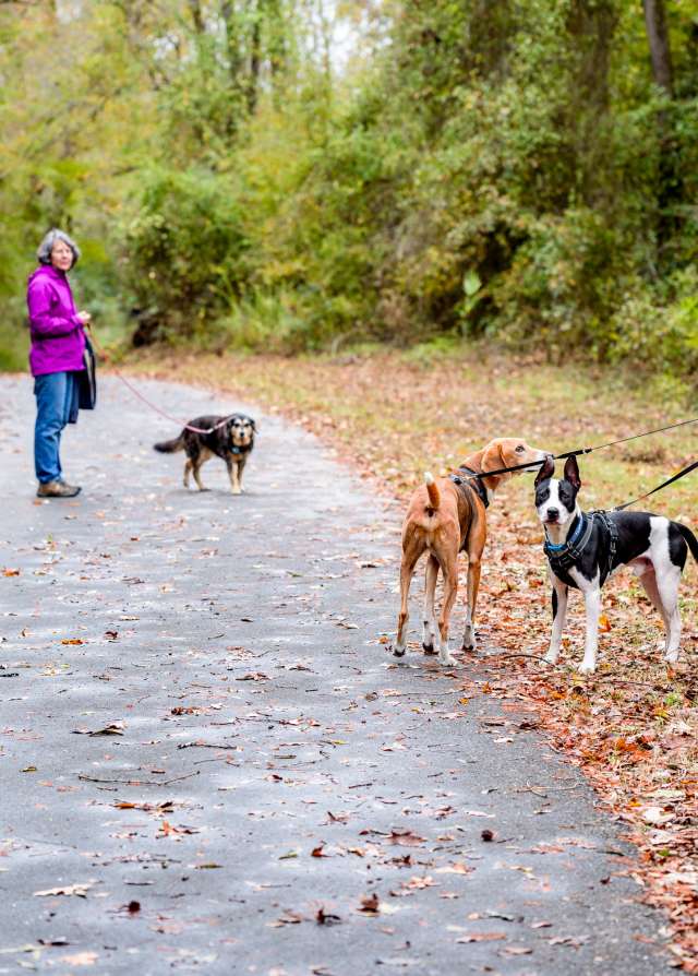 People Walking Dogs Along Trail