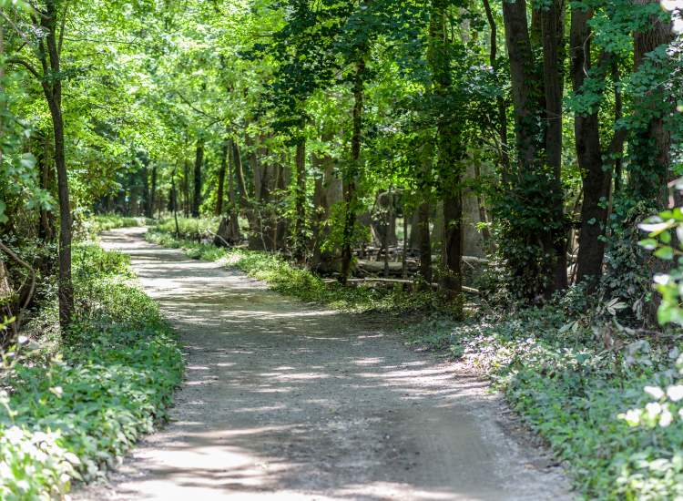 River Park North Camping Trail